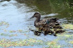 Australasian shoveler | Kuruwhengi. Female with 5 ducklings. Manawatu River estuary, November 2009. Image © Peter Reese by Peter Reese.