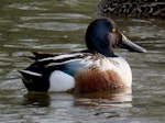 Northern shoveler. Adult drake. Lake Elterwater, November 2019. Image © Scott Brooks (ourspot) by Scott Brooks.