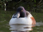Northern shoveler. Adult drake. Lake Elterwater, November 2019. Image © Scott Brooks (ourspot) by Scott Brooks.
