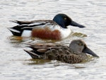 Northern shoveler. Adult drake with female Australasian shoveler. Lake Elterwater, November 2019. Image © Scott Brooks (ourspot) by Scott Brooks.