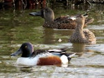 Northern shoveler. Adult drake with male and female Australasian shoveler in background. Lake Elterwater, November 2019. Image © Scott Brooks (ourspot) by Scott Brooks.