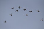 Northern shoveler. Ventral view of group in flight. Parc du Marquenterre, France, March 2016. Image © Cyril Vathelet by Cyril Vathelet.