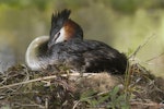 Australasian crested grebe | Pūteketeke. Adult on nest. Mackenzie Country, November 2011. Image © Glenda Rees by Glenda Rees.