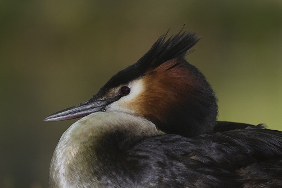 Australasian crested grebe | Pūteketeke. Adult resting. Twizel, November 2011. Image © Glenda Rees by Glenda Rees.