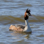 Australasian crested grebe | Pūteketeke. Adult. Lake Elterwater, September 2018. Image © Duncan Watson by Duncan Watson.