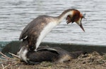 Australasian crested grebe | Pūteketeke. Adult pair mating. Lake Wanaka, January 2015. Image © Oscar Thomas by Oscar Thomas.
