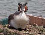 Australasian crested grebe | Pūteketeke. Adult settling on a nest with 2 eggs. Lake Wanaka, January 2015. Image © Nathan Hill by Nathan Hill.