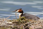 Australasian crested grebe | Pūteketeke. Adult on nest. Lake Te Anau, December 2013. Image © Laurie Ross by Laurie Ross.