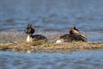 Australasian crested grebe | Pūteketeke. Female laying an egg. Kaiapoi, January 2018. Image © Kathy Reid by Kathy Reid.