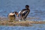 Australasian crested grebe | Pūteketeke. Male inspecting the first laid egg. Kaiapoi, January 2018. Image © Kathy Reid by Kathy Reid.