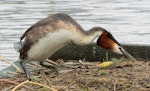 Australasian crested grebe | Pūteketeke. Adult standing on nesting platform. Lake Wanaka, January 2015. Image © Oscar Thomas by Oscar Thomas.
