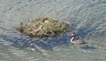 Australasian crested grebe | Pūteketeke. Adult approaching nest with three eggs. Lake Te Anau, February 2015. Image © Robbie Leslie by Robbie Leslie.