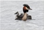 Australasian crested grebe | Pūteketeke. Male with chicks. Mackenzie Country, February 2011. Image © Glenda Rees by Glenda Rees.