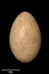 Australasian crested grebe | Pūteketeke. Egg 56.3 x 35.4 mm (NMNZ OR.019284, collected by B. Strange). Lake Clearwater, South Canterbury, January 1977. Image © Te Papa by Jean-Claude Stahl.