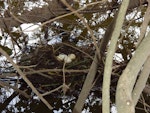 Australasian crested grebe | Pūteketeke. Nest with eggs. Kaituna River, December 2010. Image © Anita Spencer by Anita Spencer.