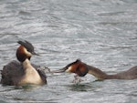 Australasian crested grebe | Pūteketeke. Adult feeding week old chicks. Lake Wakatipu, December 2013. Image © Paul Peychers by Paul Peychers.