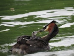 Australasian crested grebe | Pūteketeke. Adult feeding week old chick. Lake Wakatipu, December 2013. Image © Paul Peychers by Paul Peychers.