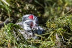 Australasian crested grebe | Pūteketeke. Newly hatched chick. Lake Te Anau, February 2017. Image © Anja Köhler by Anja Köhler.