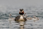 Australasian crested grebe | Pūteketeke. Male with four chicks, one riding on back. Te Anau, December 2013. Image © Glenda Rees by Glenda Rees.