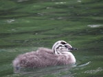 Australasian crested grebe | Pūteketeke. Month old greblet. Lake Wakatipu, January 2014. Image © Paul Peychers by Paul Peychers.