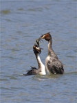 Australasian crested grebe | Pūteketeke. Adult pair in courtship display exchanging gift nest material. Lake Forsyth, Canterbury, November 2012. Image © Steve Attwood by Steve Attwood.