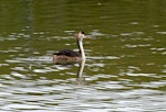 Australasian crested grebe | Pūteketeke. Juvenile on lake showing bill colour. Lake Alexandrina, February 2008. Image © Peter Reese by Peter Reese.