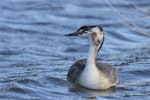 Australasian crested grebe | Pūteketeke. Front view of juvenile. Lake Lyndon, January 2013. Image © Steve Attwood by Steve Attwood.