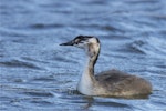 Australasian crested grebe | Pūteketeke. Side view of juvenile. Lake Lyndon, January 2013. Image © Steve Attwood by Steve Attwood.