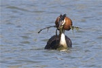 Australasian crested grebe | Pūteketeke. Courting adult carrying gift nest material for display. Lake Forsyth, Canterbury, November 2012. Image © Steve Attwood by Steve Attwood.
