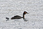 Australasian crested grebe | Pūteketeke. Adult bird on lake stretching leg. Lake Alexandrina, March 2010. Image © Raewyn Adams by Raewyn Adams.