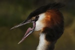 Australasian crested grebe | Pūteketeke. Adult yawning. Twizel, November 2011. Image © Glenda Rees by Glenda Rees.