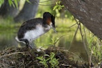 Australasian crested grebe | Pūteketeke. Adult bird climbing on nest. Mackenzie Country, November 2011. Image © Glenda Rees by Glenda Rees.