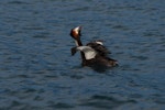 Australasian crested grebe | Pūteketeke. Adult on lake stretching wing. Lake Wakatipu, October 2010. Image © Peter Reese by Peter Reese.