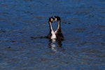 Australasian crested grebe | Pūteketeke. Pair displaying face to face on lake. Lake Wakatipu, October 2010. Image © Peter Reese by Peter Reese.