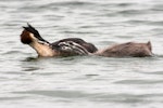 Australasian crested grebe | Pūteketeke. Adult feeding feather to juvenile. Mackenzie Country, February 2011. Image © Glenda Rees by Glenda Rees.