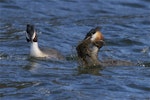 Australasian crested grebe | Pūteketeke. Breeding pair with one carrying nest material. Lake Lyndon, January 2013. Image © Steve Attwood by Steve Attwood.