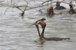 Australasian crested grebe | Pūteketeke. Adult carrying nesting material. Lake Forsyth, Canterbury, October 2012. Image © Steve Attwood by Steve Attwood.