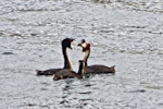 Australasian crested grebe | Pūteketeke. Pair displaying with juvenile looking on. Lake Alexandrina, March 2010. Image © Raewyn Adams by Raewyn Adams.