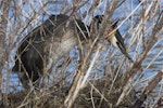 Australasian crested grebe | Pūteketeke. Adult bird settling onto nest. Lake Lyndon, January 2013. Image © Steve Attwood by Steve Attwood.