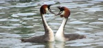 Australasian crested grebe | Pūteketeke. Pair reuniting. Lake Wanaka, January 2015. Image © Oscar Thomas by Oscar Thomas.