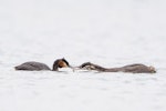 Australasian crested grebe | Pūteketeke. Adult feeding fish to juvenile. Lake McGregor, Mackenzie Country, April 2015. Image © Tony Whitehead by Tony Whitehead.