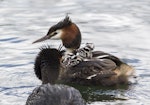 Australasian crested grebe | Pūteketeke. Male crested grebe feeding week old chicks with a fish. Lake Roto Kohatu, November 2016. Image © Kathy Reid by Kathy Reid.