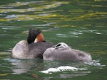 Australasian crested grebe | Pūteketeke. Resting family. Lake Wakatipu, January 2014. Image © Paul Peychers by Paul Peychers.