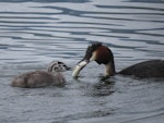 Australasian crested grebe | Pūteketeke. Adult presenting trout to greblet. Lake Te Anau, January 2014. Image © Paul Peychers by Paul Peychers.