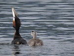 Australasian crested grebe | Pūteketeke. Adult eating trout. Lake Te Anau, January 2014. Image © Paul Peychers by Paul Peychers.