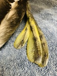 Australasian crested grebe | Pūteketeke. Adult foot. Dunedin Wildlife Hospital, June 2023. Image © Lisa Argilla by Lisa Argilla.
