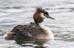 Australasian crested grebe | Pūteketeke. Female crested grebe with week old chicks. Lake Roto Kohatu, November 2016. Image © Kathy Reid by Kathy Reid.