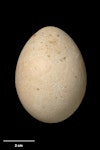 Masked booby. Egg 62.2 x 45.9 mm (NMNZ OR.007062). Macauley Island, Kermadec Islands, November 1908. Image © Te Papa by Jean-Claude Stahl.