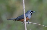 Black-faced monarch. Adult bird on branch. Conondale Ranges, Queensland, Australia, October 2014. Image © Philip Griffin by Philip Griffin.