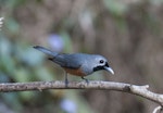 Black-faced monarch. Adult bird on branch. Conondale Ranges, Queensland, Australia, October 2014. Image © Philip Griffin by Philip Griffin.